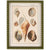 Primitives By Kathy - Shell Study Framed Wall Art