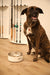 Toadfish - Non-Tipping Dog Bowl - White (Add-On)