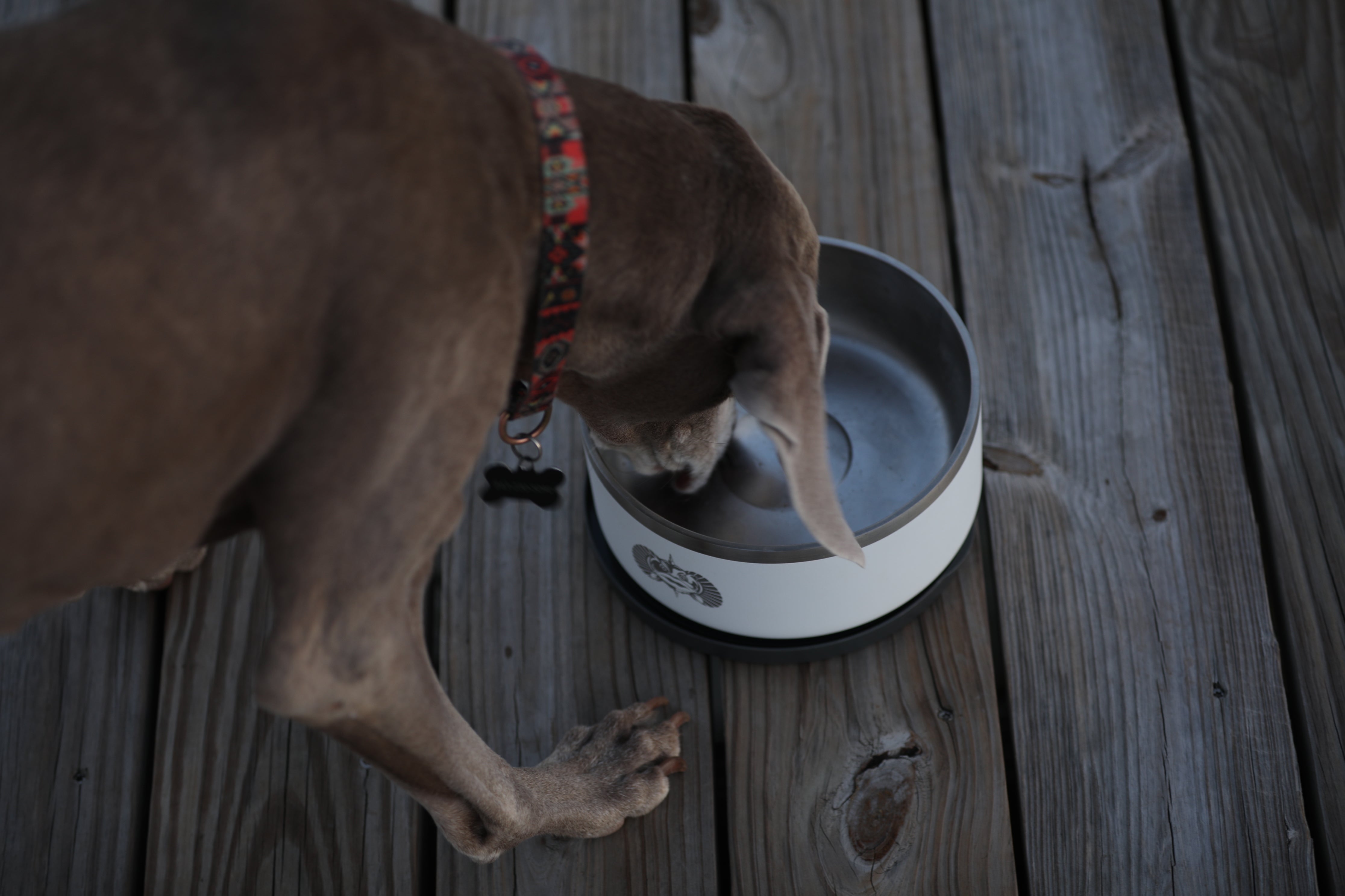 Toadfish - Non-Tipping Dog Bowl - White (Add-On)
