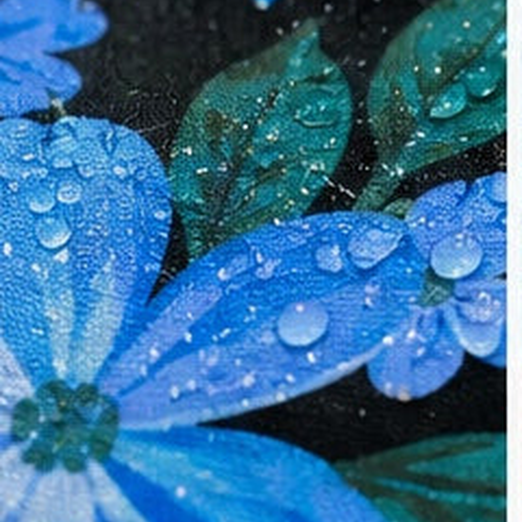 Beach Riot - The Blue Bloom Bucket Hat