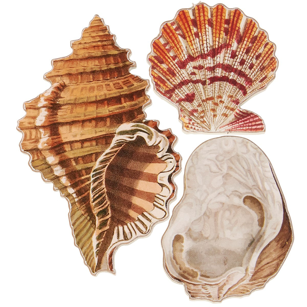 Primitives By Kathy - Seashells Magnet Set