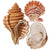 Primitives By Kathy - Seashells Magnet Set