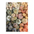 Chronicle Books - Heirloom Pumpkins 1000 Piece Puzzle in Square Box