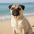 The Darling Effect - Pawfect Collar Charm–Seashell