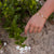Celeste Sol - The Billie Pearl Gold Bracelet