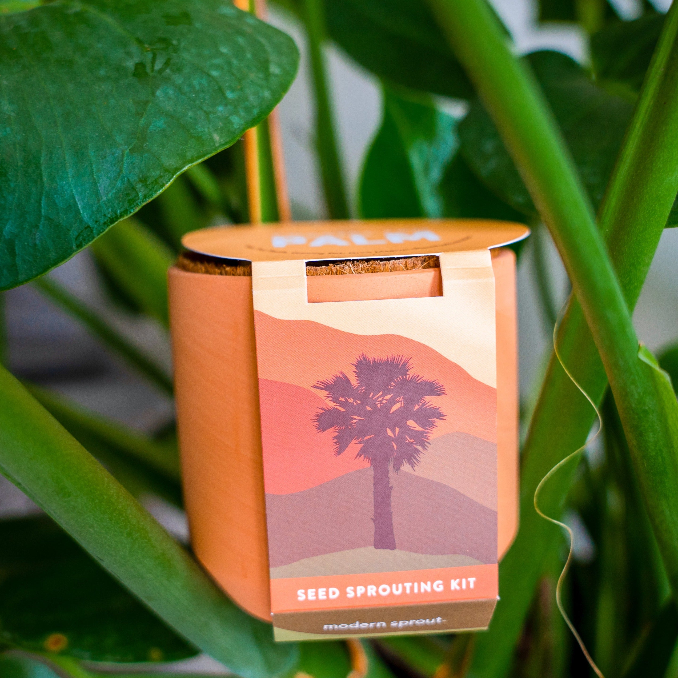 Modern Sprout - The Mini Palm (+)