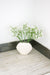 Beachly - The Seashell Serenity Vase - Cream