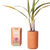 Modern Sprout - The Mini Palm (+)