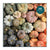 Chronicle Books - Heirloom Pumpkins 1000 Piece Puzzle in Square Box