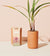 Modern Sprout - Terracotta Mini Palm (Add-On)