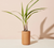 Modern Sprout - Terracotta Mini Palm (Add-On)